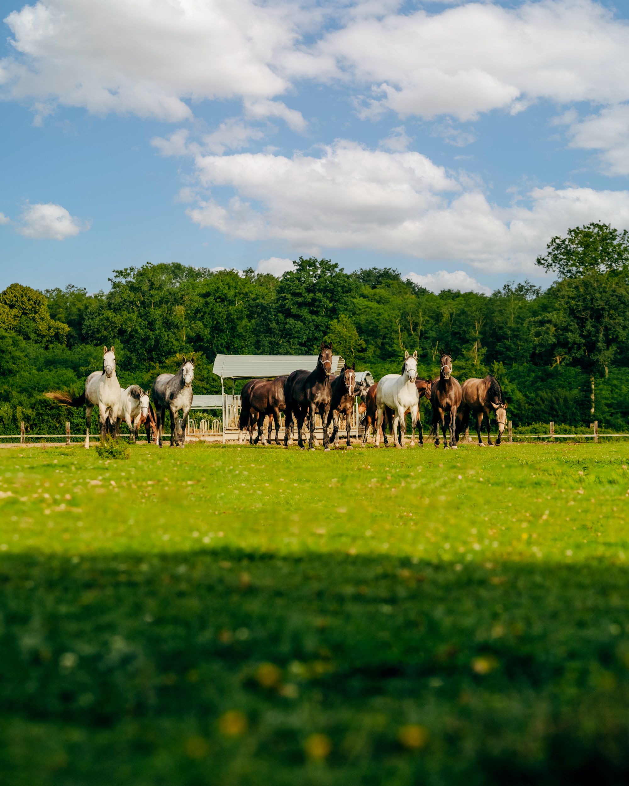 Un troupeau de chevaux dans un pré, sous un ciel d'été